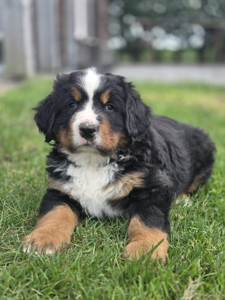 Raszuivere berner sennen pups, reutjes., Parvo, Reu, Meerdere, Nederland