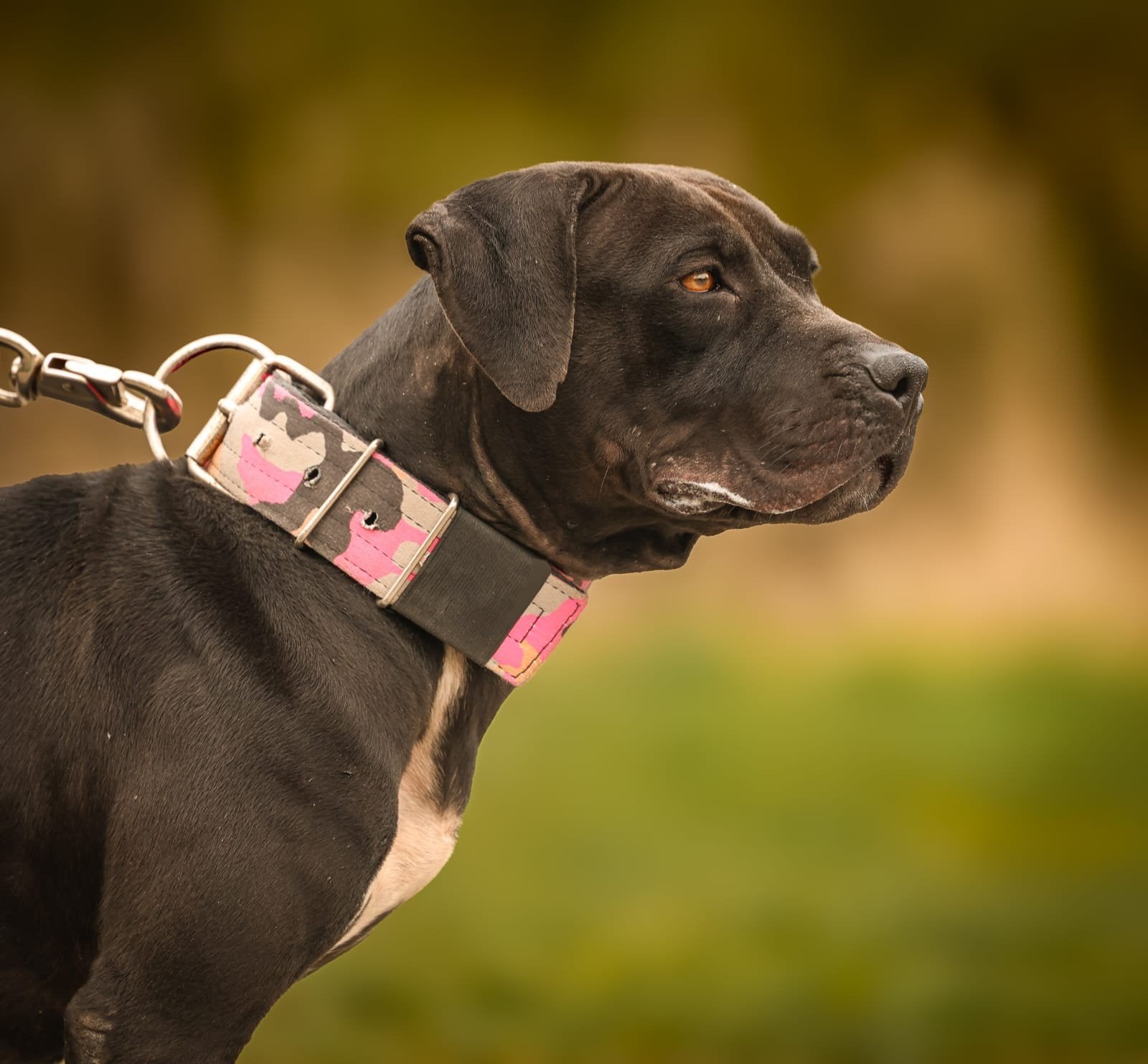 pitbull terriër, Overige rassen, Teef, Meerdere, CDV (hondenziekte)
