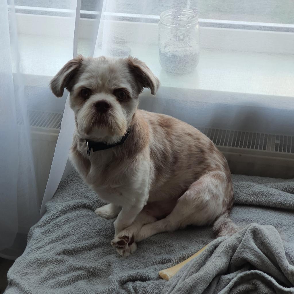 Shih tzu mix, Dieren en Toebehoren, 1 tot 2 jaar, Parvo, Eén hond, Nederland