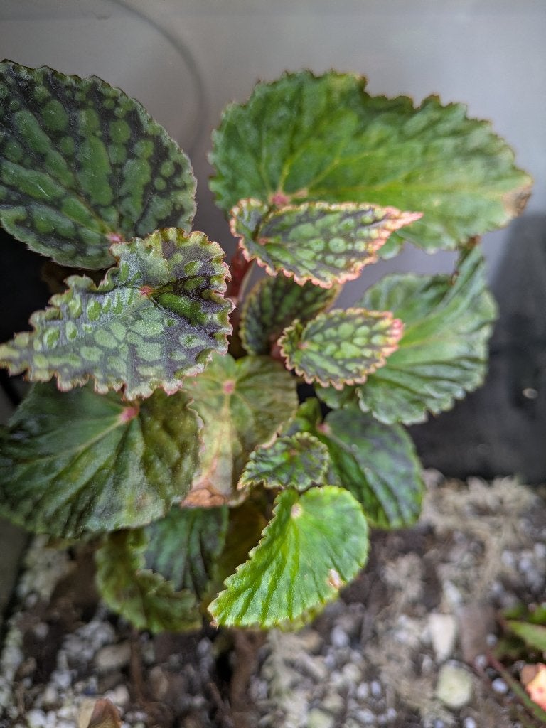 Begonia Chlorosticta stek, Ophalen of Verzenden, Halfschaduw, Minder dan 100 cm