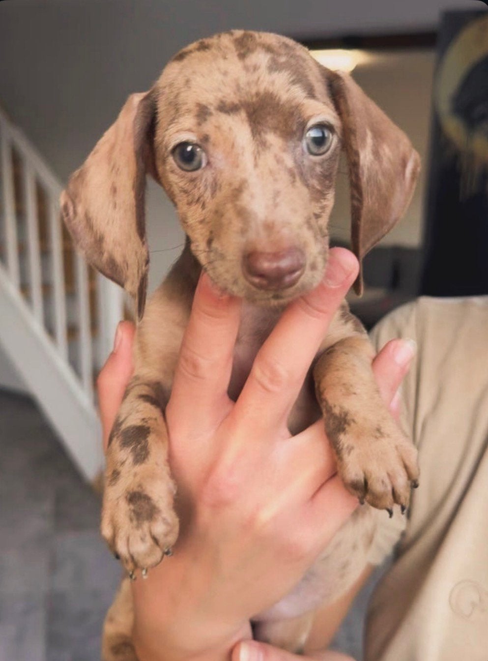 prachtige choco merle mini teckel teefje, Dieren en Toebehoren, Honden | Teckels en Dashonden, Kaninchen, Particulier, 8 tot 15 weken