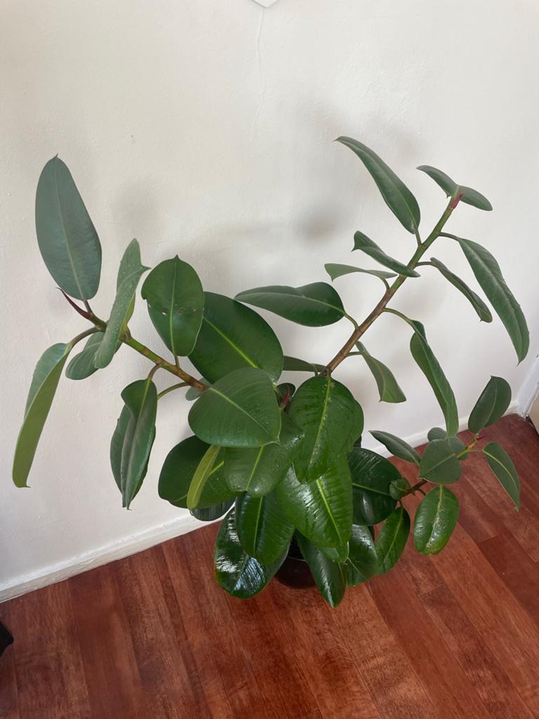 Grote Ficus Elastica (Rubberboom) - Kamerplant, Huis en Inrichting, Kamerplanten, Ficus, 100 tot 150 cm, In pot, Groene kamerplant