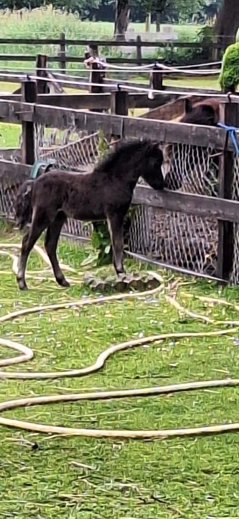 AMHA jaarling hengstje, Dieren en Toebehoren, Pony's, Hengst, 0 tot 2 jaar