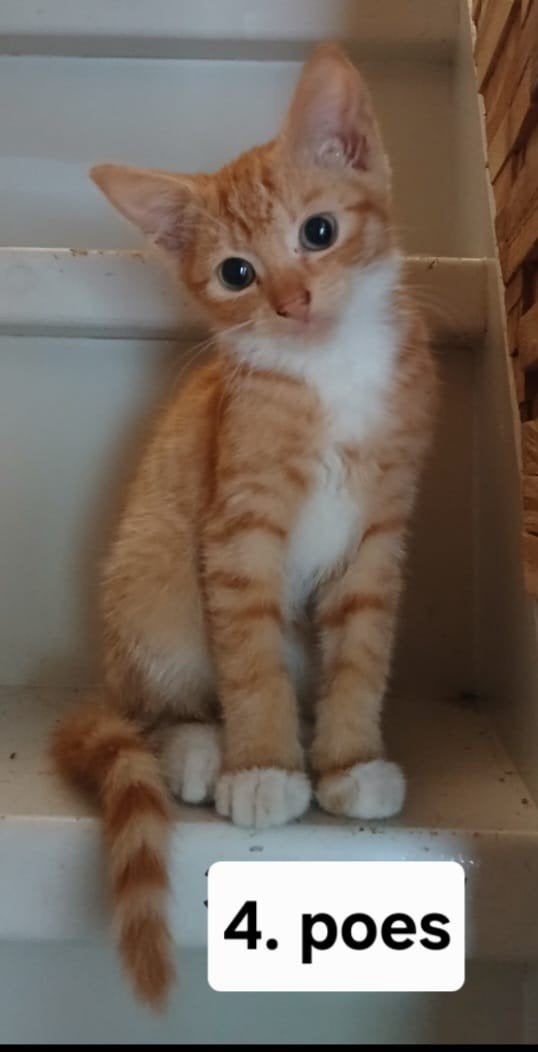 rode kittens kitten poesje poes kat kater Euro kortharige/cy, Meerdere dieren, 0 tot 2 jaar