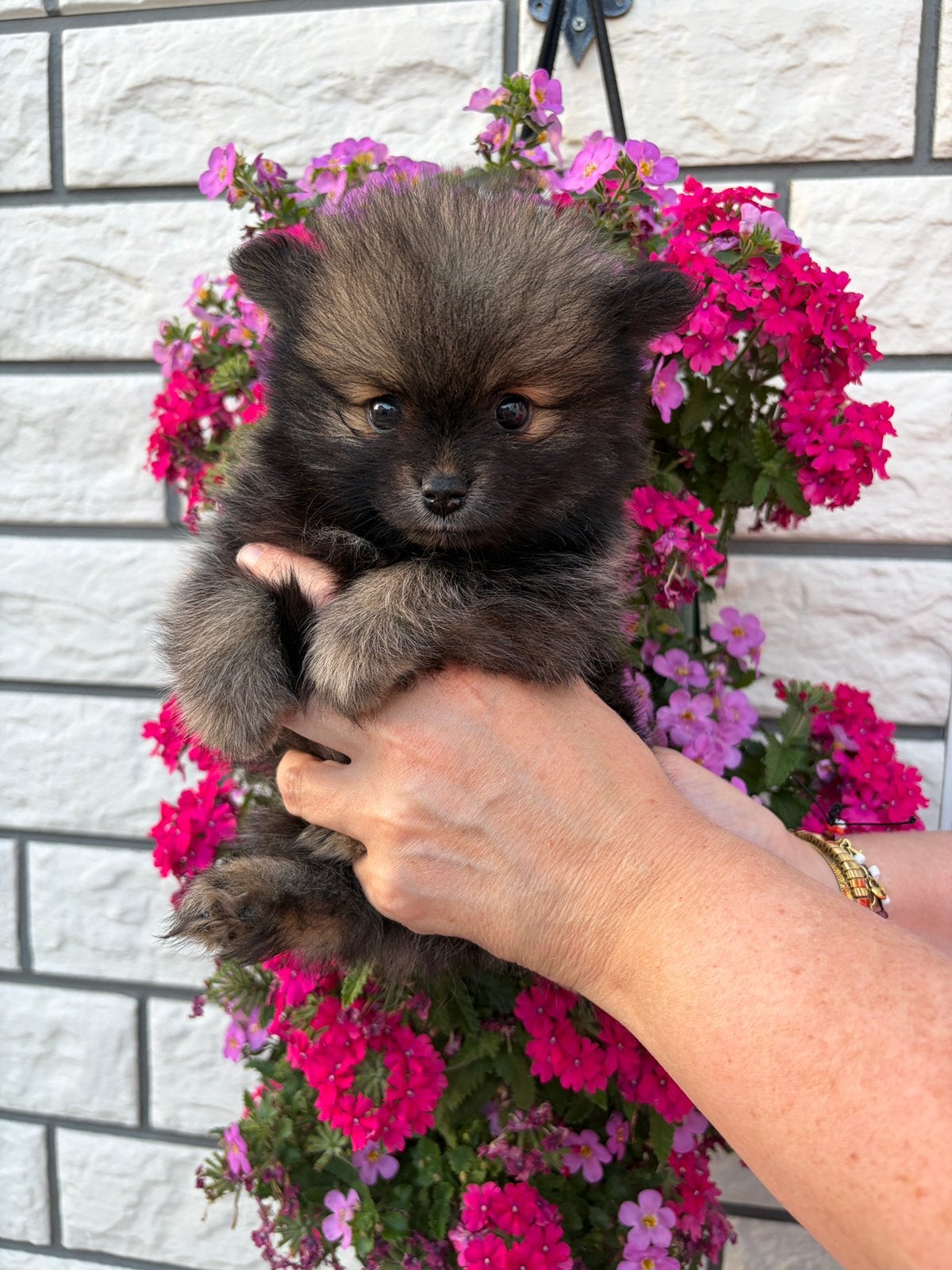 Pomeranian pomeriaan pups mogen mee naar hun gouden mandje, Dieren en Toebehoren, Honden | Niet-rashonden, Reu, 8 tot 15 weken