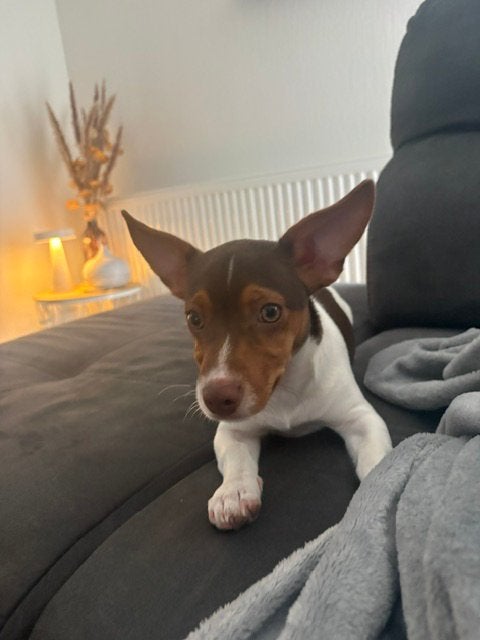 Jack russel pup 4 maanden zoekt nieuw huisje., Reu, CDV (hondenziekte), Eén hond, Nederland