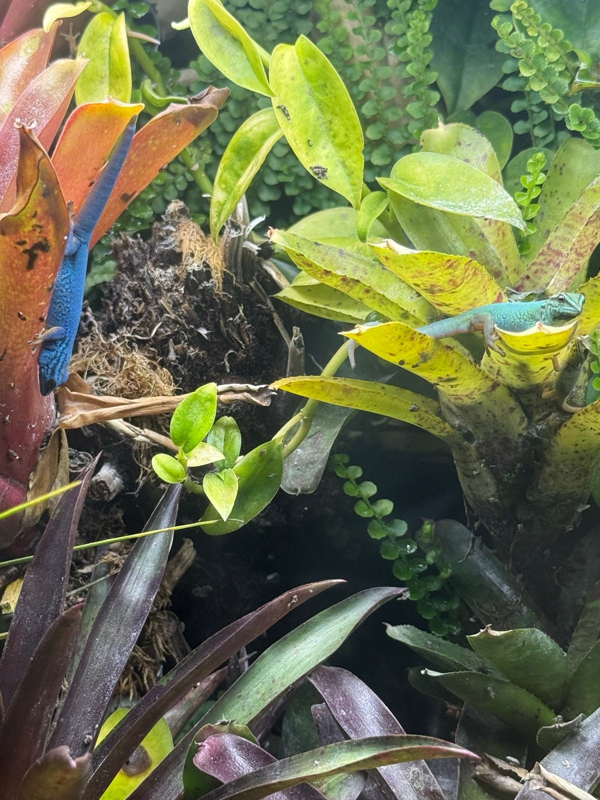 lygodactylus williamsi, Dieren en Toebehoren, Hagedis, 0 tot 2 jaar