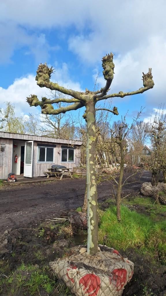 Volwassen Dakplatanen, Tuin en Terras, Ophalen, Lente, Volle zon, Overige soorten