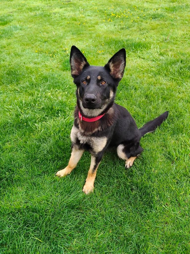 Duitse herder teef 12 maanden oud, Dieren en Toebehoren, Honden | Herdershonden en Veedrijvers, Teef, Herder, Particulier, Eén hond