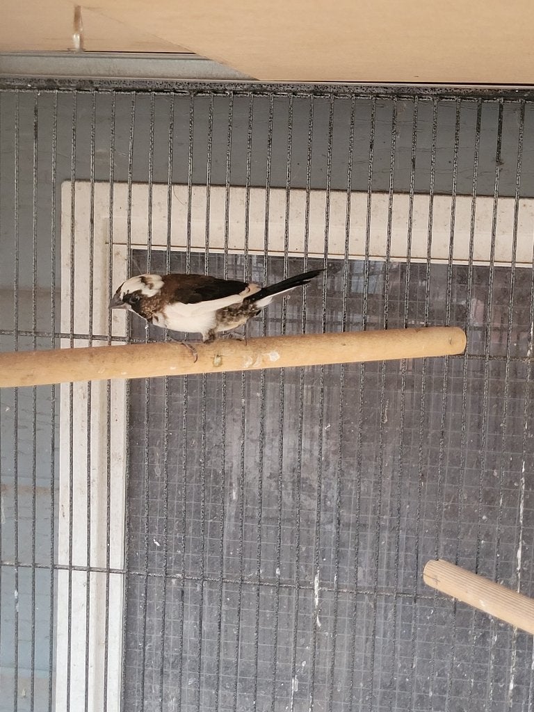 Japanse meeuw, Dieren en Toebehoren, Mannelijk, Tropenvogel