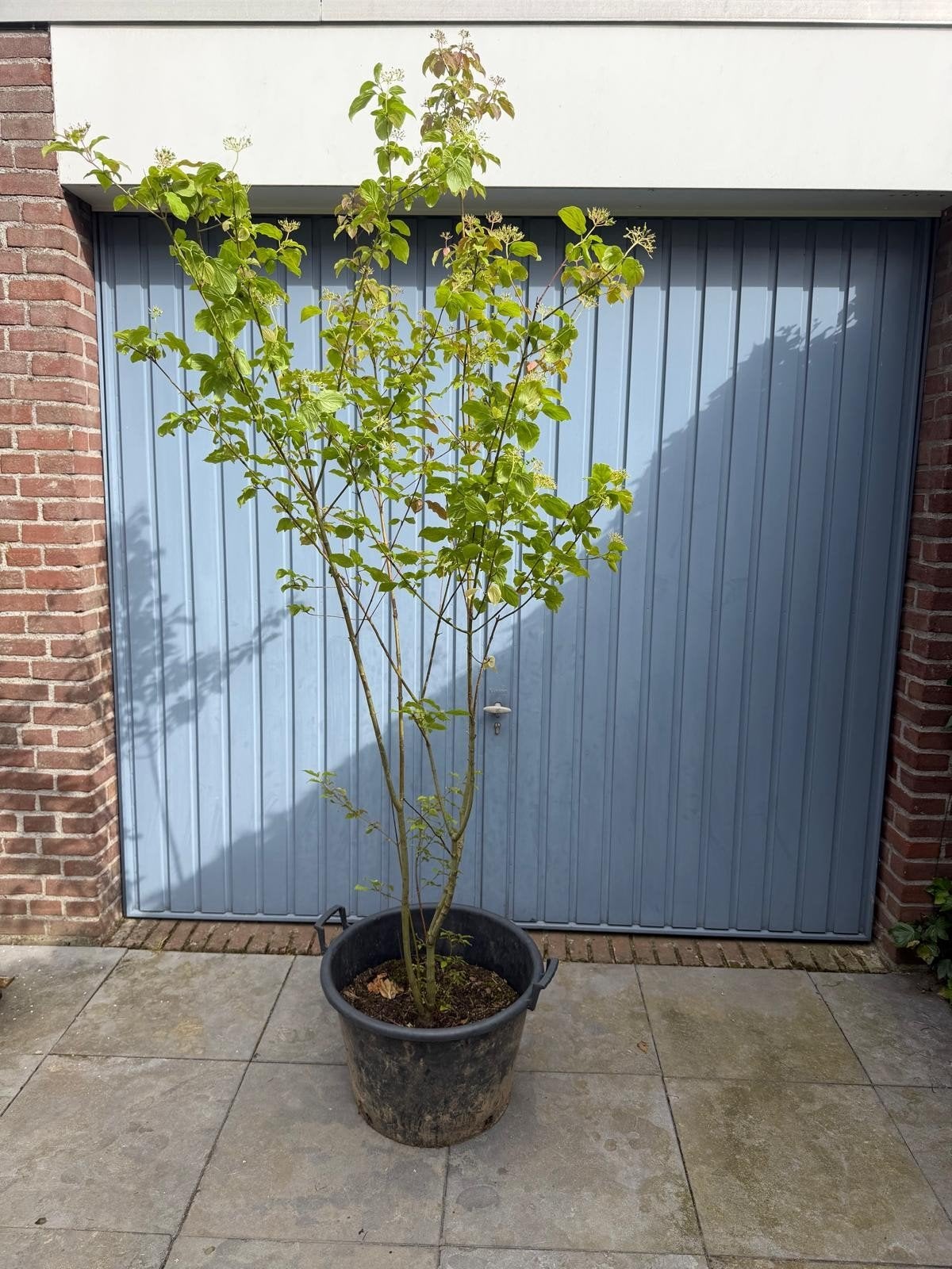 Kornoelje in pot, Ophalen, In pot, Overige soorten