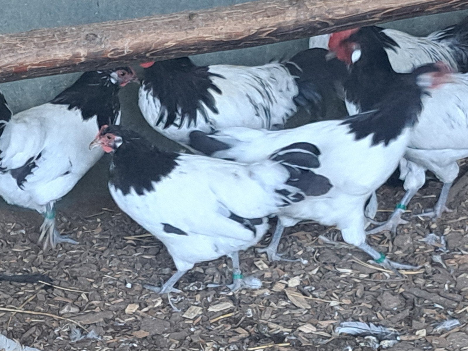Australorp-Serama's-Holl.kriel kippen-Brakels-Leg hennen,ect, Dieren en Toebehoren, Meerdere dieren, Kip