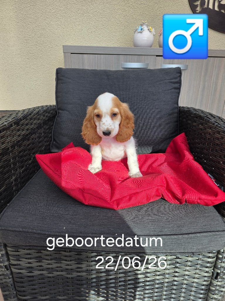 mooie engelse cocker pups, Dieren en Toebehoren, België, 8 tot 15 weken, Meerdere, Meerdere dieren