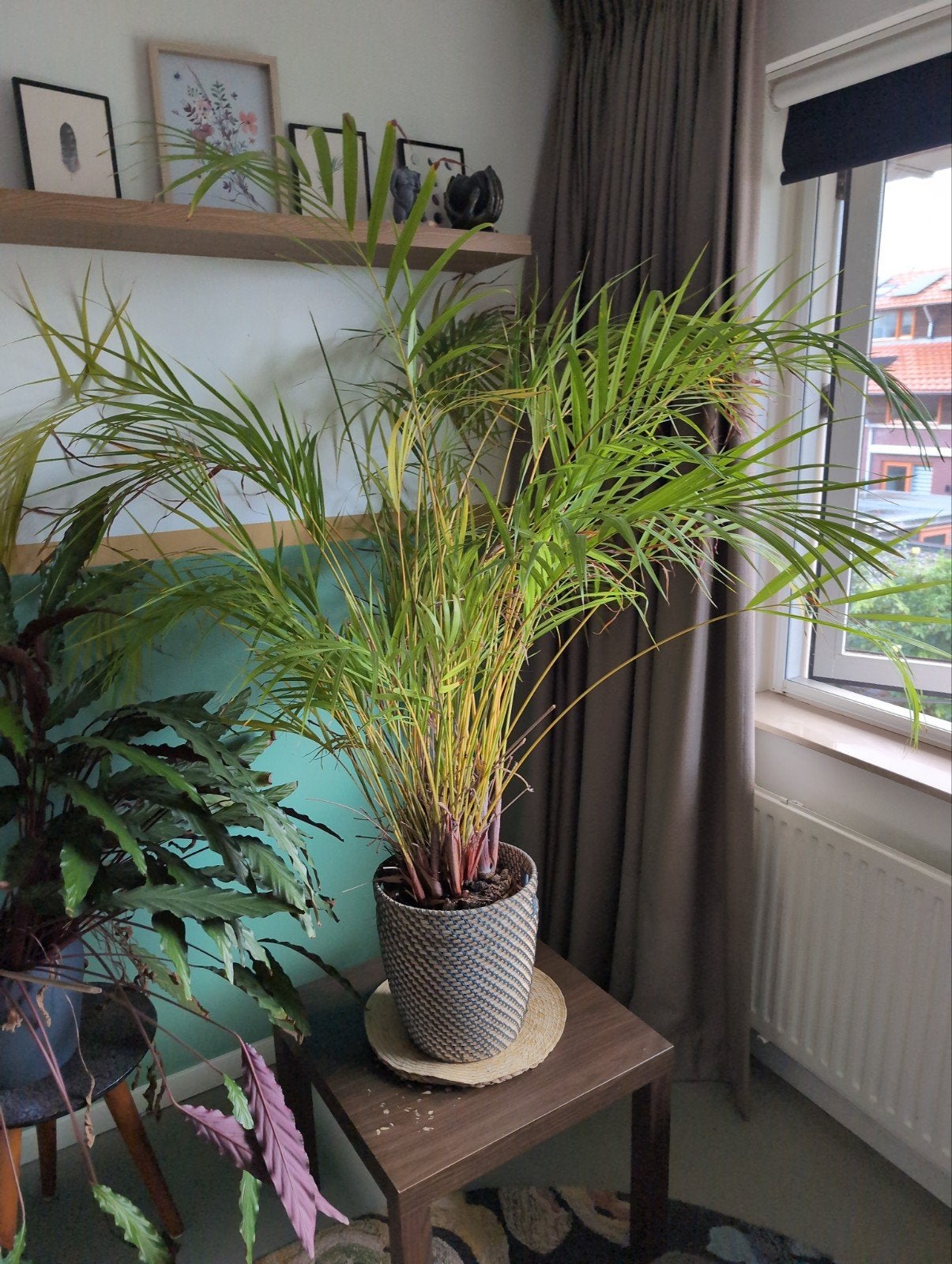 Grote Areca Palm - Kamerplant, Huis en Inrichting, Ophalen, 100 tot 150 cm, Palm, Halfschaduw