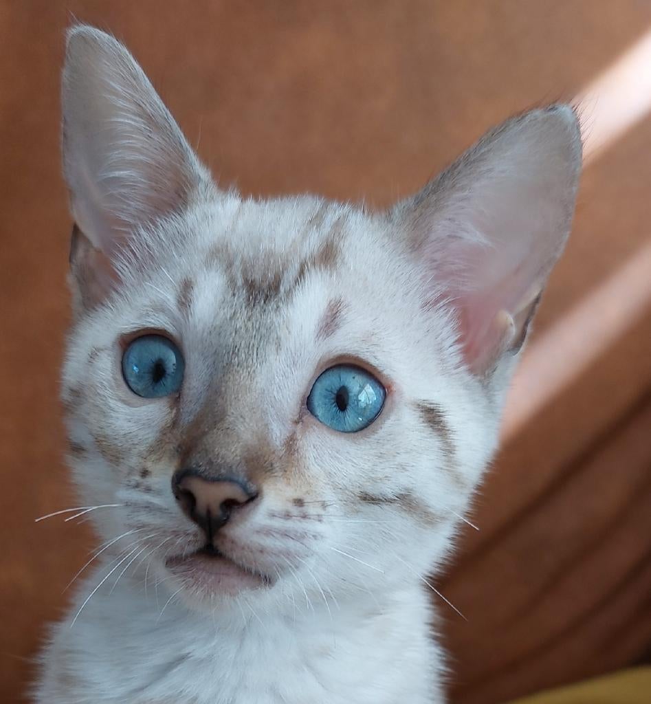 Een prachtig sneeuwbengaal kitten met blauwe ogen., Dieren en Toebehoren, Poes, Met stamboom, 0 tot 2 jaar