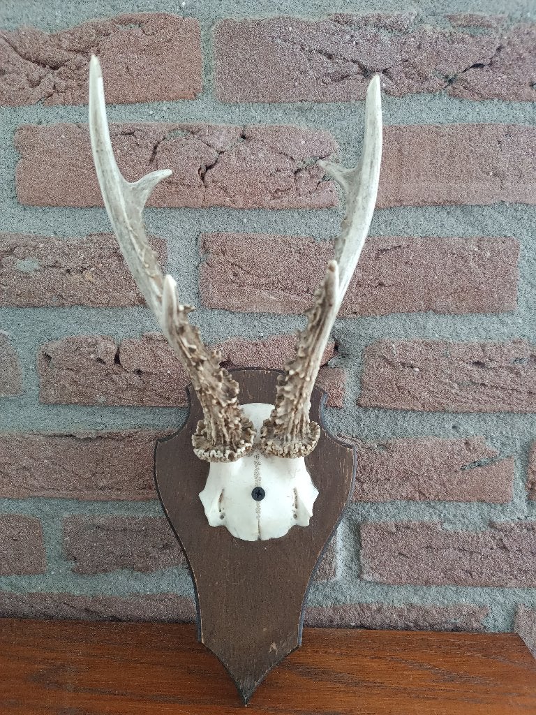 Ree Gewei op houten schild no.04, Ophalen of Verzenden, Zo goed als nieuw, Hert, Gewei of Kop