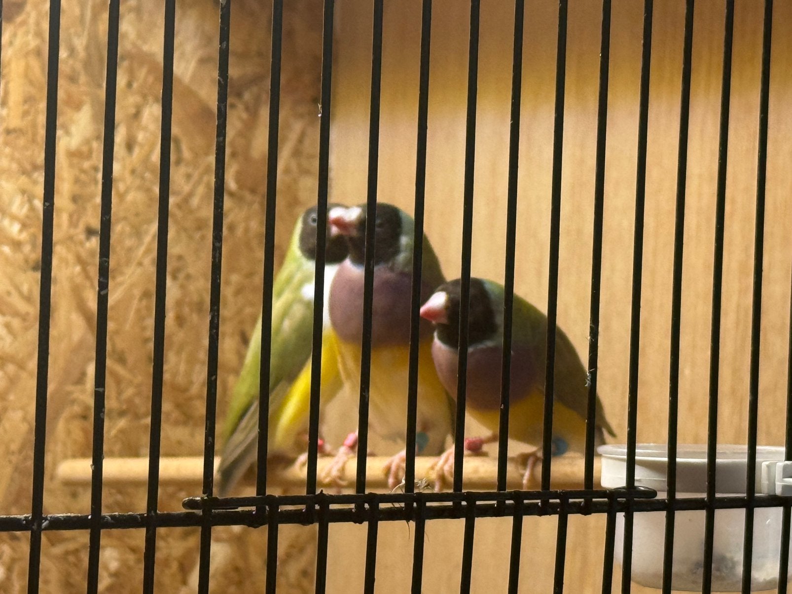 Gouldamadine Cinnamon split blauwe pop, Dieren en Toebehoren, Vogels | Overige Vogels, Vrouwelijk, Tropenvogel, Geringd