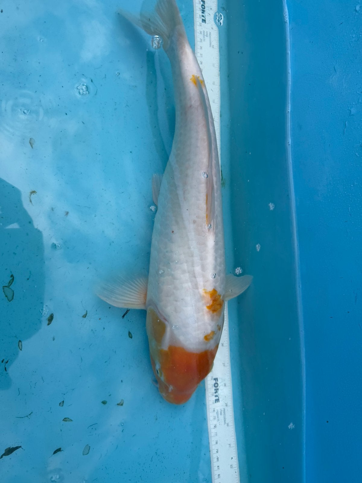 Karashi Koyo koi, Karper of Koi