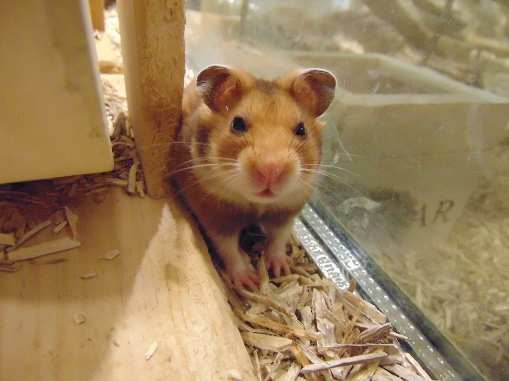 Goudhamsters in Assen., Dieren en Toebehoren, Hamster, Augustus, Meerdere dieren, Tam