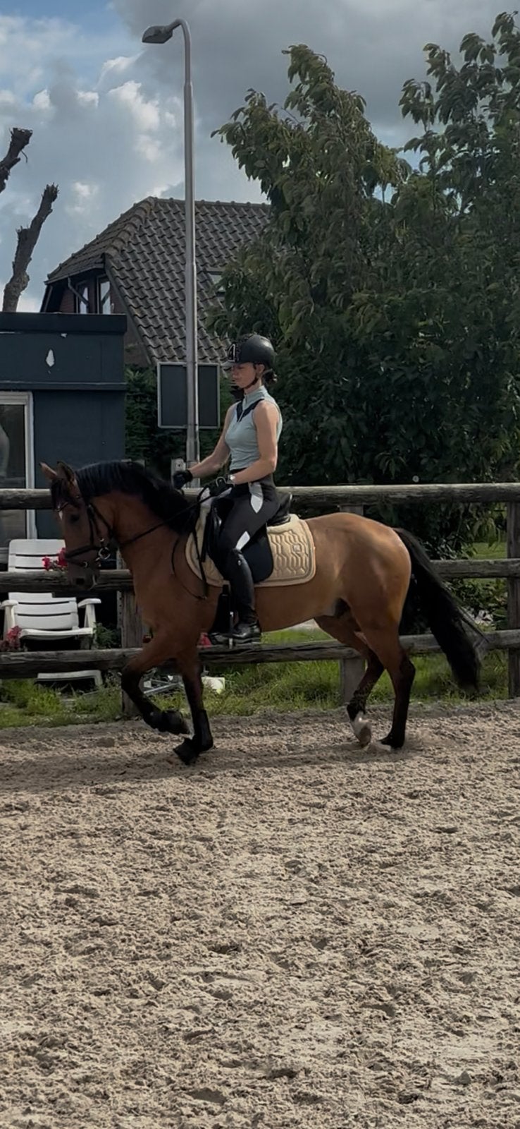 Stoere 6 jarige D pony ruin, Ruin, 3 tot 6 jaar