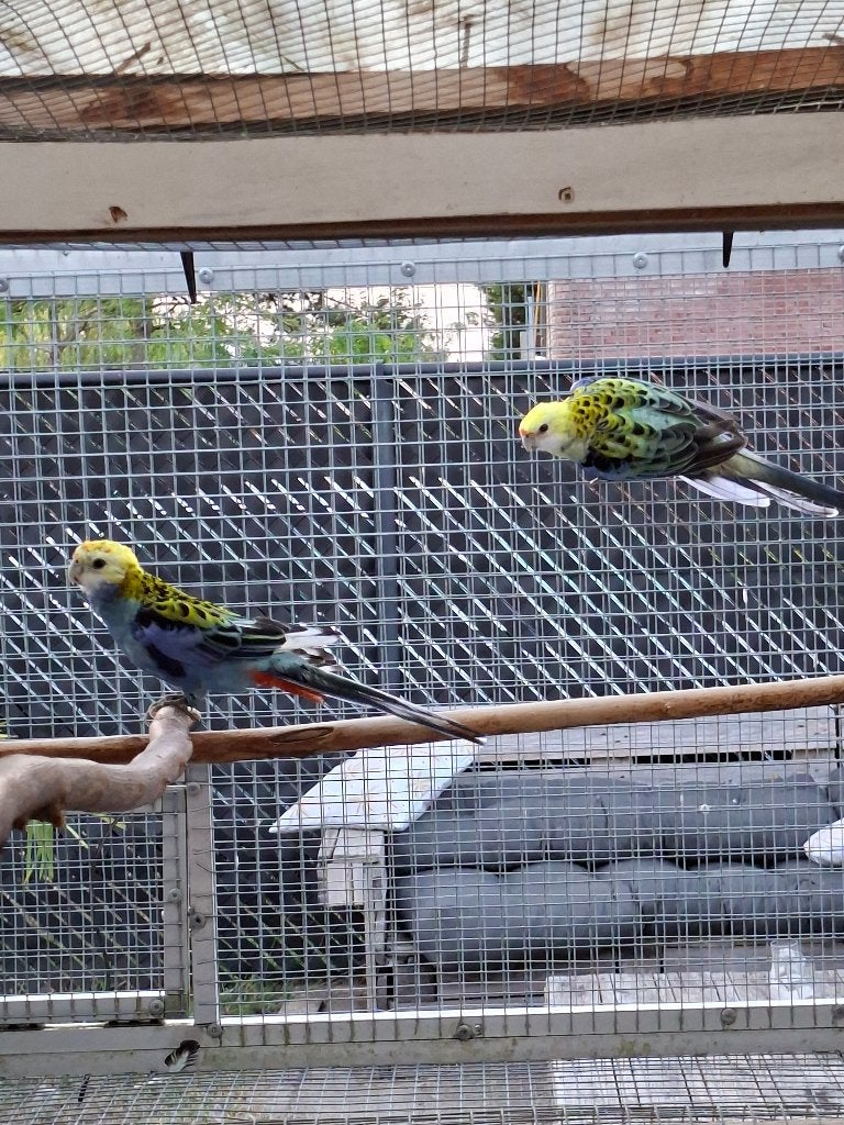Koppel witvleugel bleekkop, Dieren en Toebehoren, Vogels | Parkieten en Papegaaien, Meerdere dieren, Parkiet, Geringd