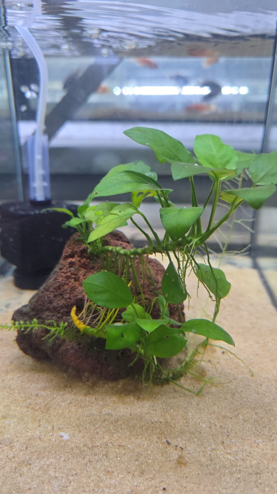 Anubias op lavasteen, Ophalen of Verzenden, Zo goed als nieuw, Plant(en), Steen of Hout