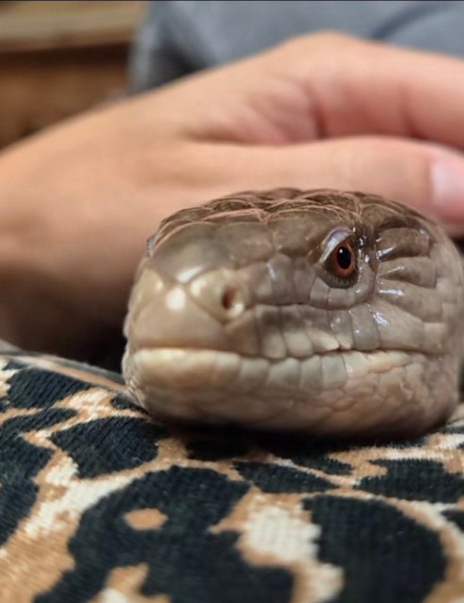 blauwtongskink Blue Tongue Skink photo 2