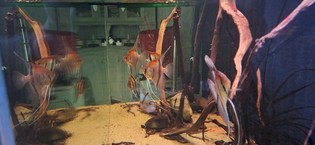 Redback maanvissen, Dieren en Toebehoren, Vissen | Aquariumvissen, Vis, Zoetwatervis, Schoolvis