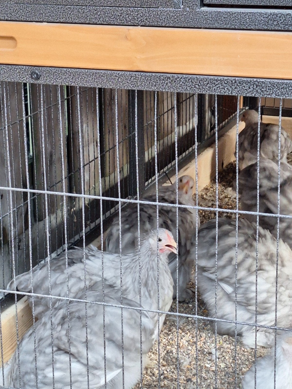 2a3 grijze cochin kriel hennetjes met eventueel bobtail haan, Dieren en Toebehoren, Pluimvee, Meerdere dieren, Kip