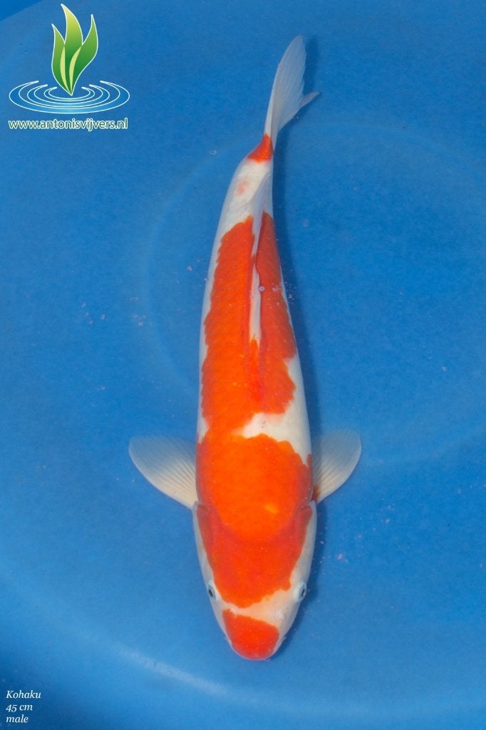 Kohaku, Karper of Koi