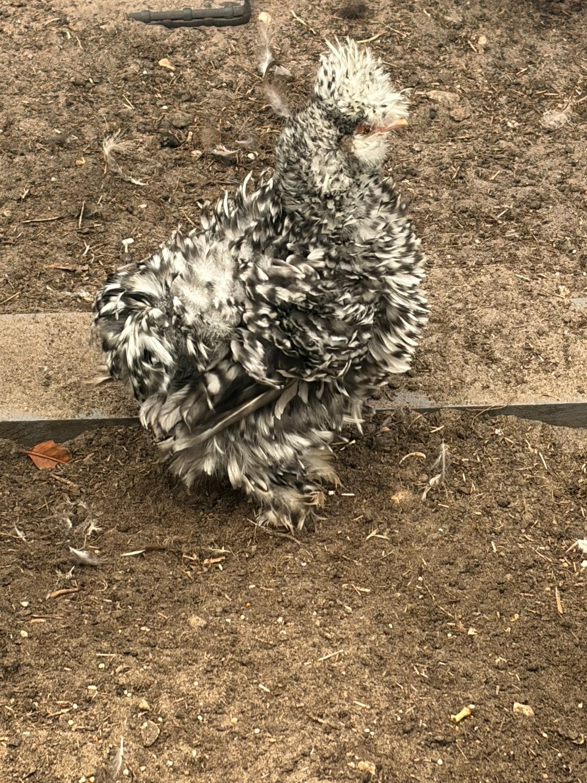 Gratis USA zijdehoen Mottled krukveer haantje, Mannelijk, Kip