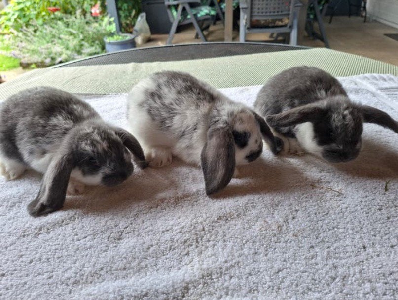Nederlandse hangoor rammetjes., Dieren en Toebehoren, Konijnen, Mannelijk, Dwerg, Hangoor