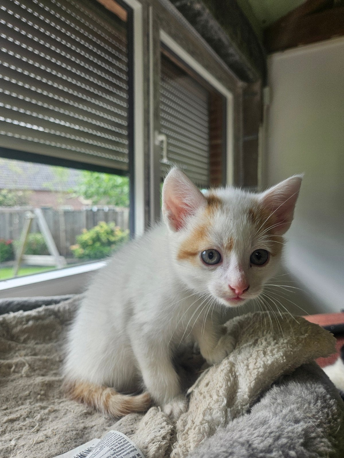 Kittens  aangeboden 29 april geboren, Kater