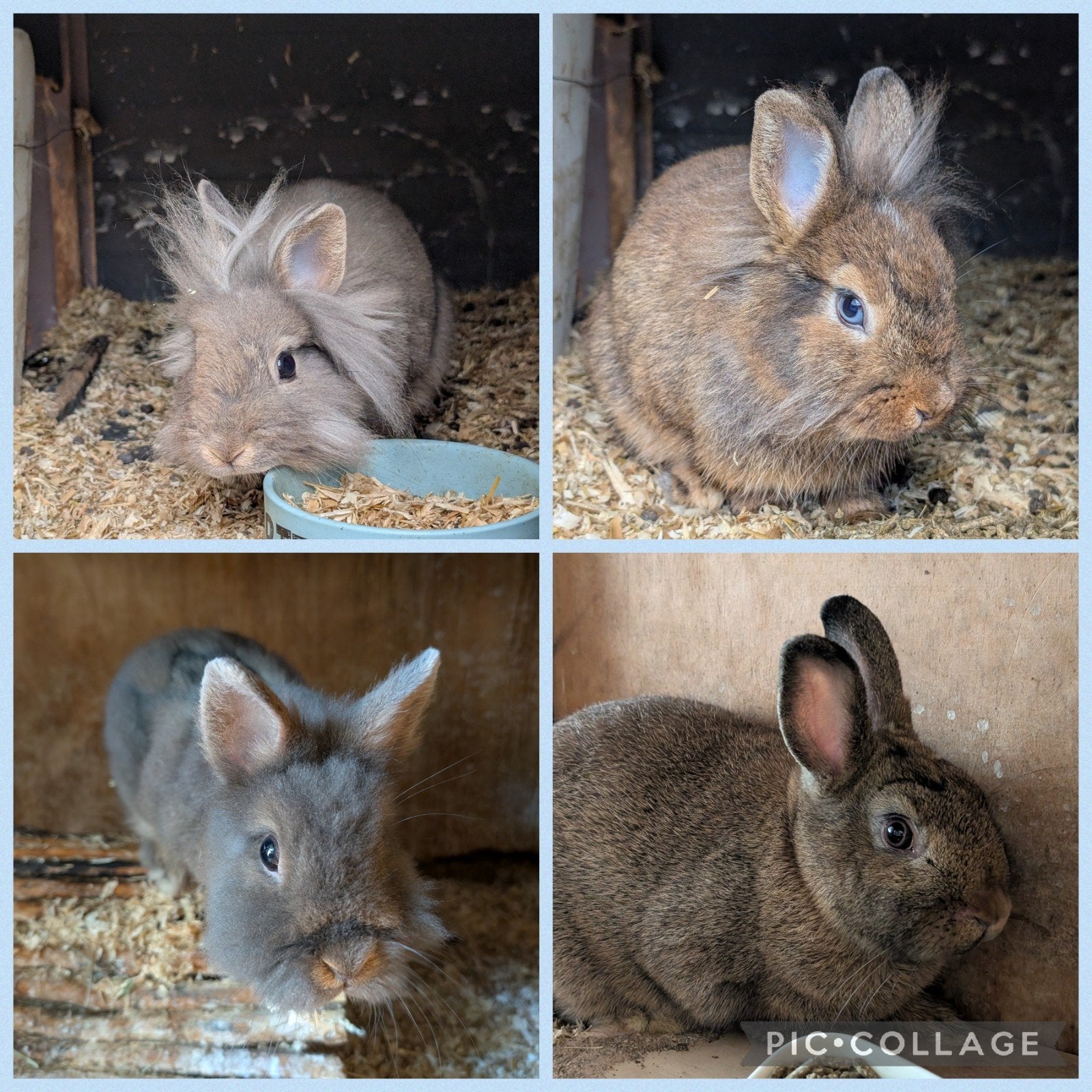 4 mannelijke Dwerg konijntjes, Dieren en Toebehoren, Konijnen, Mannelijk, Dwerg, 0 tot 2 jaar