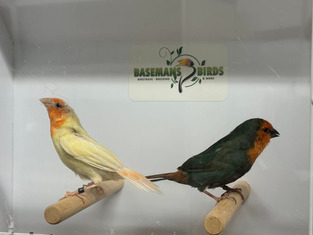 Roodkop papegaaiamadine - Erythrura psittacea, Meerdere dieren, Tropenvogel, Geringd
