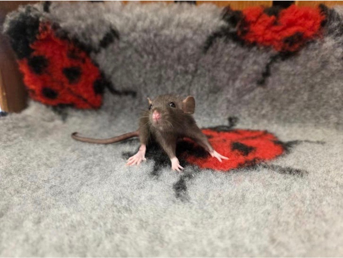 Tamme dwergratjes vrouw, Dieren en Toebehoren, Knaagdieren, Rat, April, Vrouwelijk, Tam