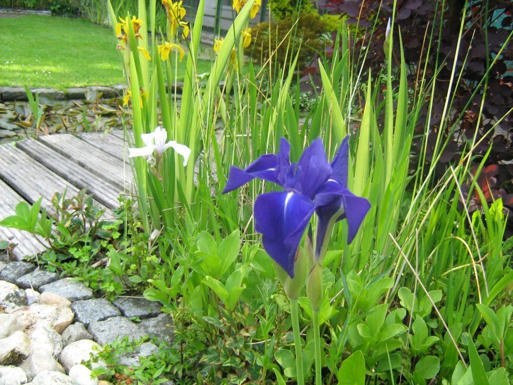 Vijverplanten oeverplanten, zantedeschia’s en irissen tekoop, Ophalen, Nieuw
