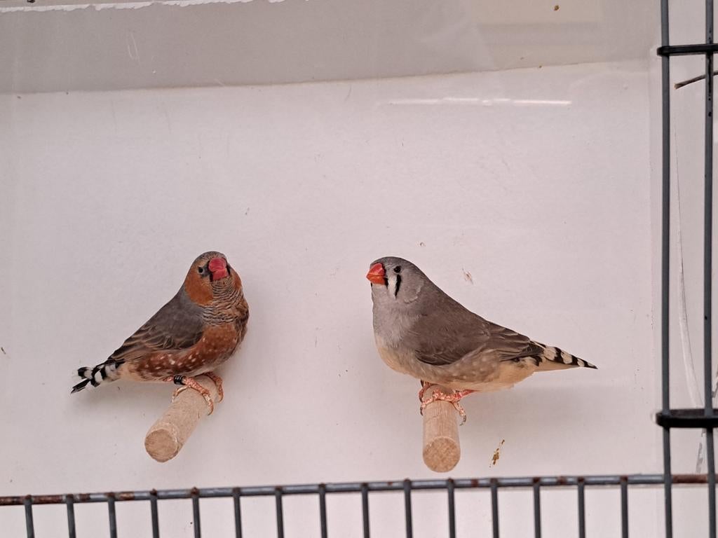 Koppel zebravinken oranjeborst grijs, Dieren en Toebehoren, Vogels | Overige Vogels, Meerdere dieren, Tropenvogel, Geringd