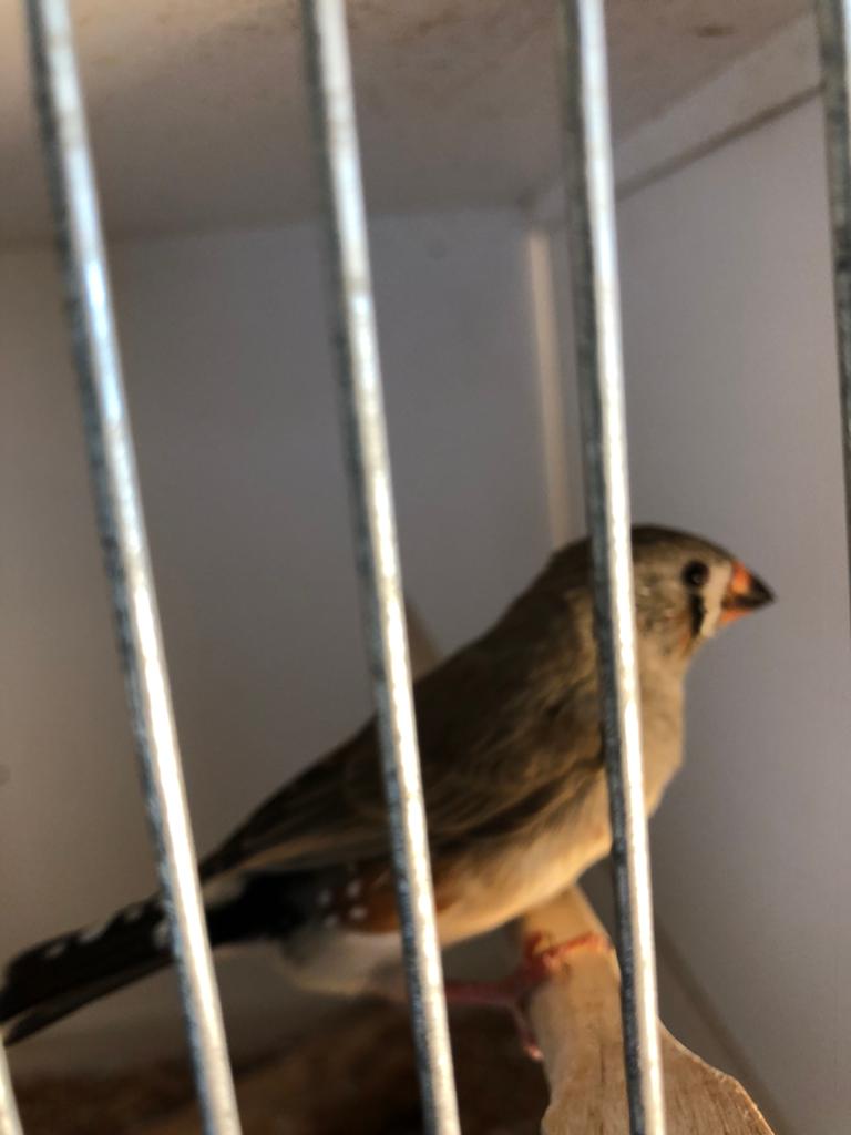 Jong zebravink 2026, Dieren en Toebehoren, Vogels | Overige Vogels, Geslacht onbekend