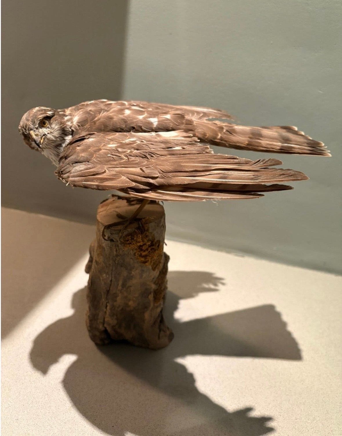 Opgezette sperwer op houten sokkel, Verzamelen, Ophalen of Verzenden, Gebruikt, Vogel, Opgezet dier