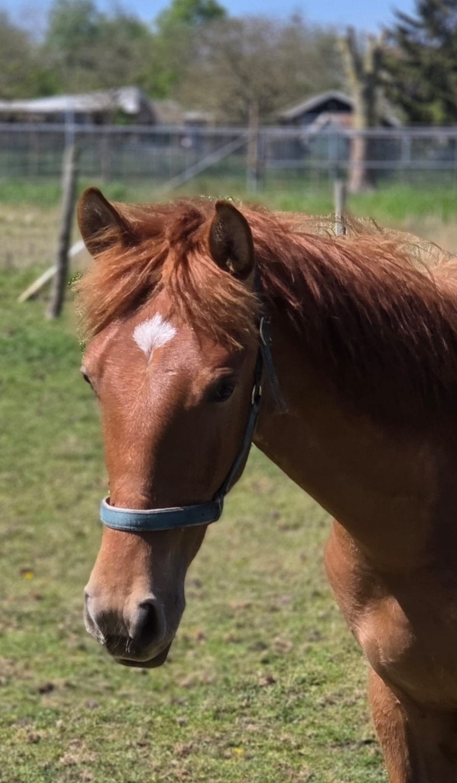 Meerdere PRE Andalusier s wegens inkrimping, Dieren en Toebehoren, Met stamboom, Dressuurpaard, 0 tot 2 jaar, Onbeleerd