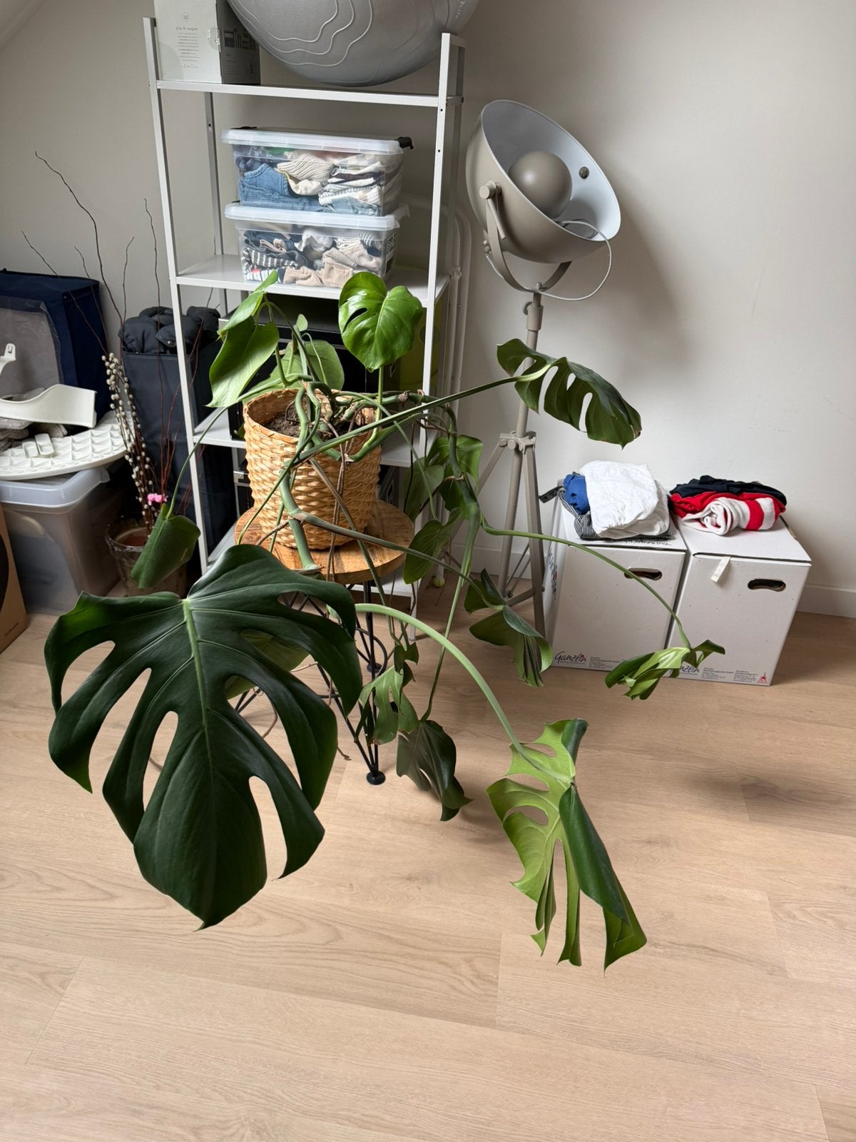 Monstera Deliciosa kamerplant met rieten mand, Huis en Inrichting, Kamerplanten, Ophalen, 100 tot 150 cm, Overige soorten, Halfschaduw