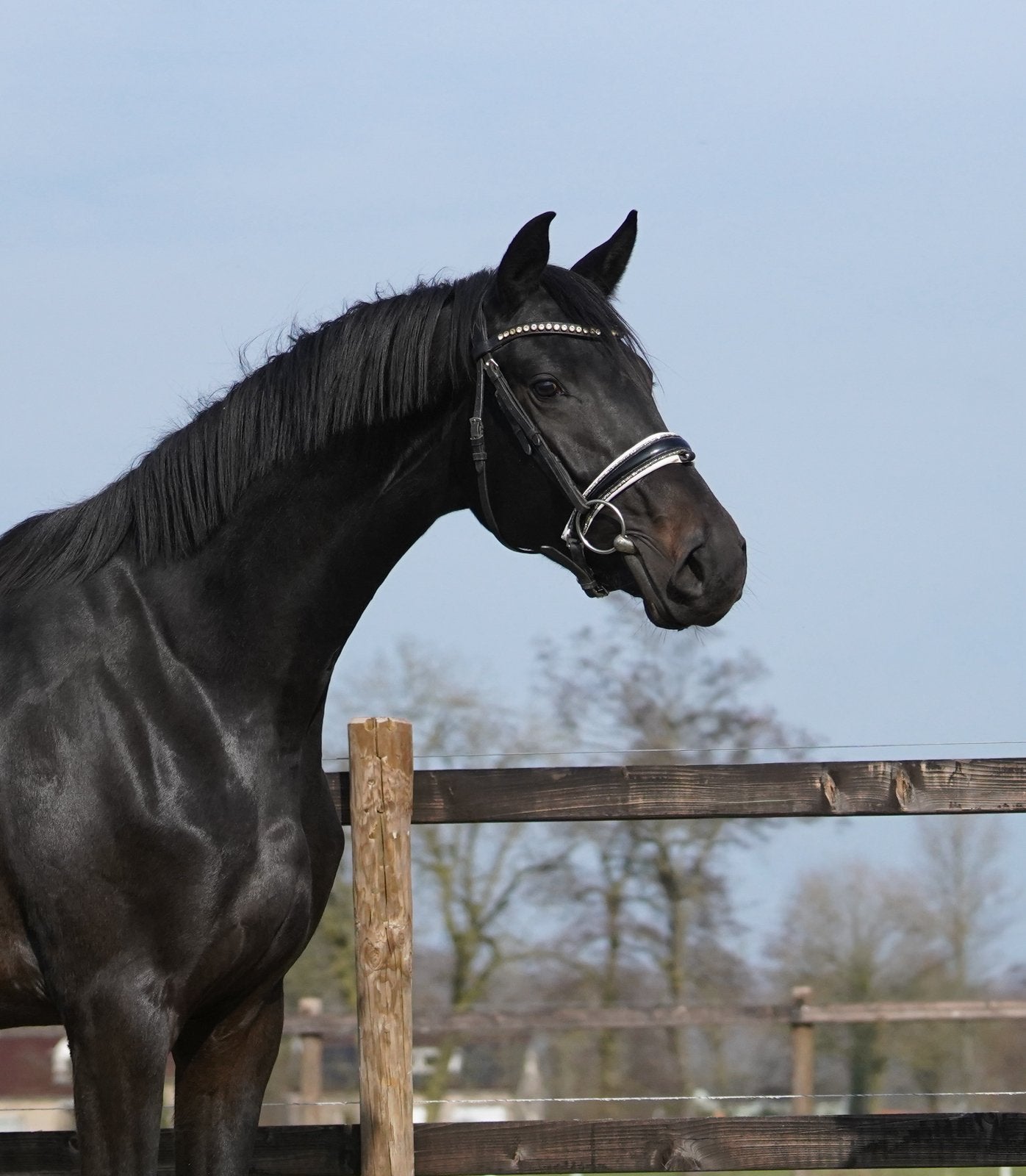 4 jarige lieve merrie v. Total mc laren, Dieren en Toebehoren, Merrie, Met stamboom, Dressuurpaard, 3 tot 6 jaar