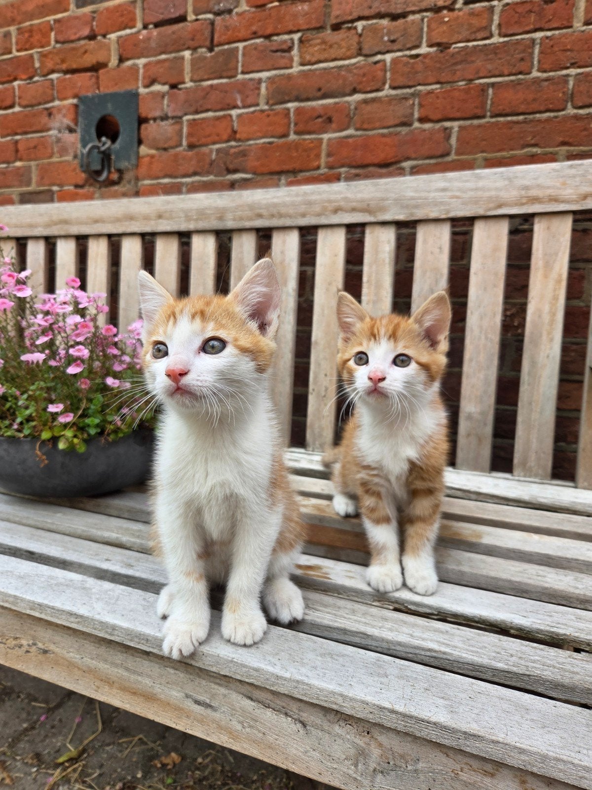 Twee hele mooie lieve boerderij kittens, Meerdere dieren, Ontwormd