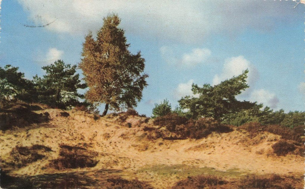 Nat. Park De Hoge Veluwe, vliegdennen (klein formaat), Ophalen of Verzenden, 1960 tot 1980, Gelopen, Gelderland