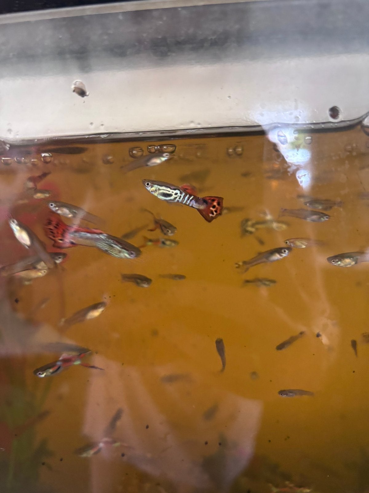 Guppies, Vis