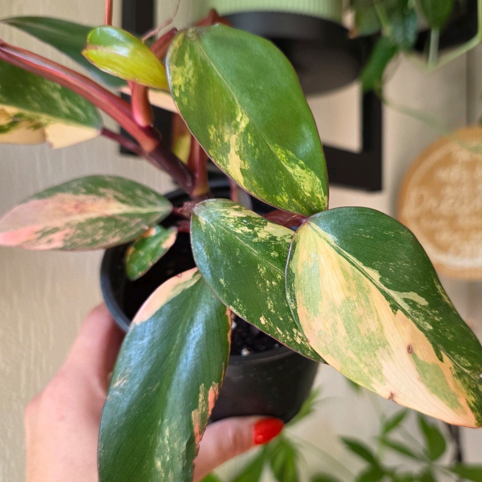 Philodendron Strawberry Shake | Bijzondere kamerplant | P12, Ophalen of Verzenden, Halfschaduw, Minder dan 100 cm