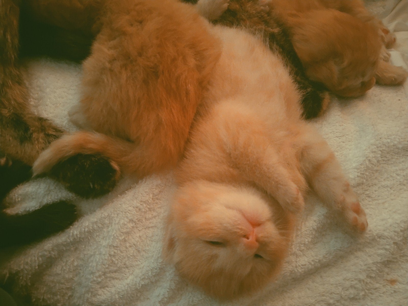 Kittens te koop ze zijn prachtig, Meerdere dieren, Ontwormd, 0 tot 2 jaar