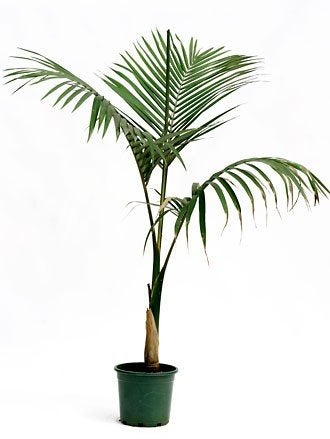 10x Archontophoenix alexandrae palmboom zaad, ook verzenden, Ophalen, Gehele jaar, Volle zon, Zaad
