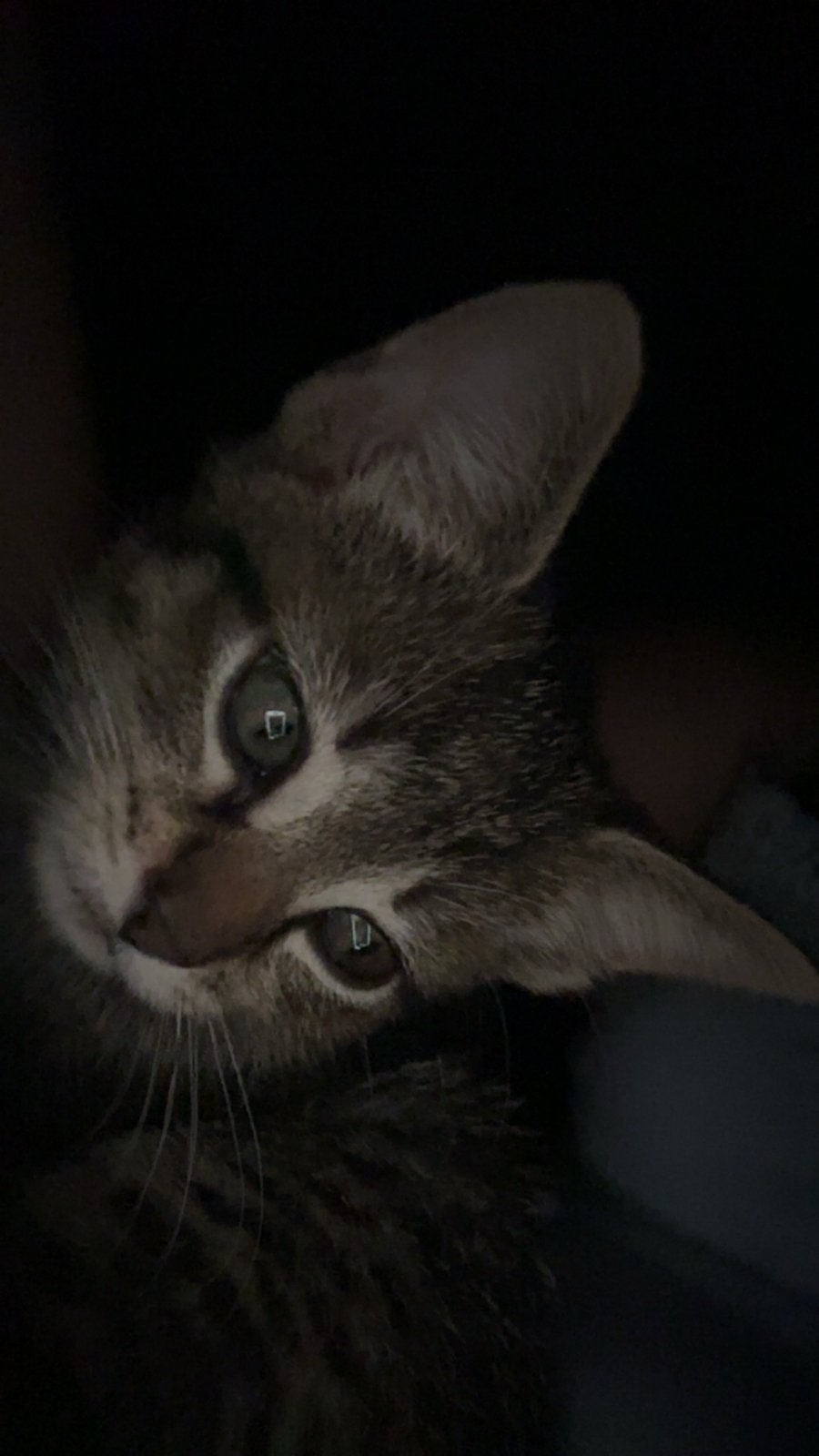 1 mooie kitten te koop! Zie beschrijving, Poes, Kortharig, 0 tot 2 jaar